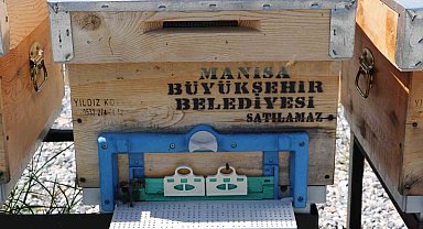 Manisalı arıcılara ana arı desteği