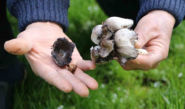 Mantar zehirlenmelerine dikkat
