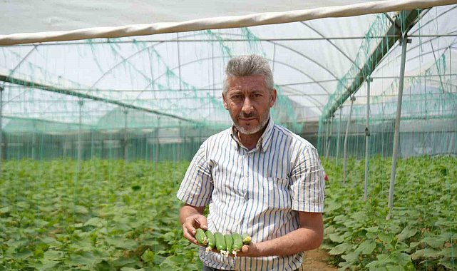 Marmara'nın 'Küçük Antalya'sı' olarak bilinen Söğüt ve İnhisar ilçelerine bağlı köylerde salatalık hasadı başladı