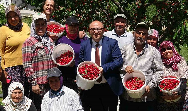 Mersin'de turfanda kiraz hasadı başladı
