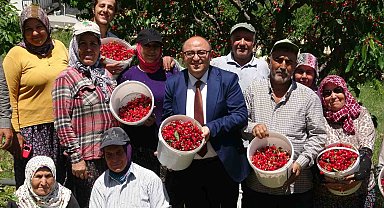 Mersin'de turfanda kiraz hasadı başladı