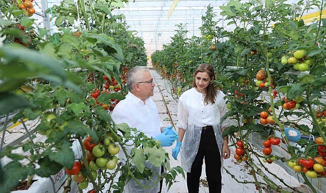 Metan gazı enerjiye, enerjiden üretilen ısı ise domatese dönüşüyor