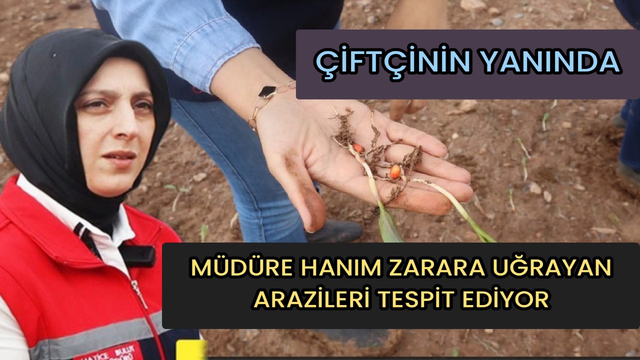 Müdüre Hanım Zarara Uğrayan Arazileri Bizzat Tespit Ediyor