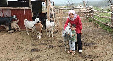 Muğla Büyükşehir 'Kıl Keçisi Projesi' meyvelerini vermeye başladı