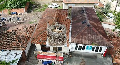 Naipli leylek, 20 yıldır bu köyde yuva yapıyor