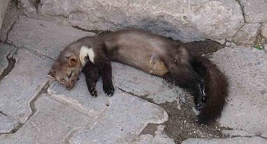 Nesli tükenmek üzere olan alaca sansar, Gercüş'te ölü bulundu
