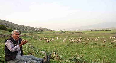 Ömrünü çok sevdiği koyunlarına adadı