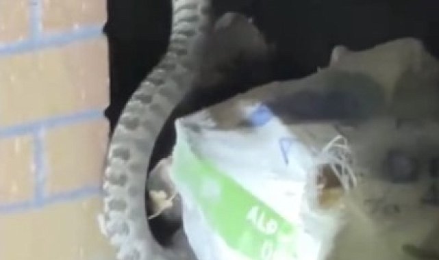 Osmaniye'de evin bahçesine giren zehirli yılan yakalanarak doğaya salındı