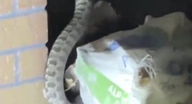 Osmaniye'de evin bahçesine giren zehirli yılan yakalanarak doğaya salındı