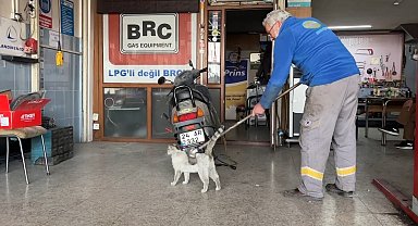Oto tamircisinin maskotu "Paşa" fırçayı görünce dayanamıyor!
