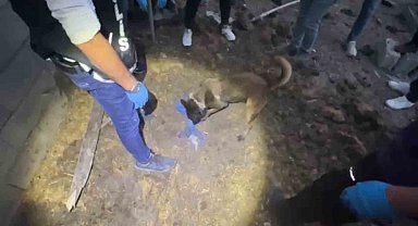 Polis köpeği Jessie, toprağa gömülü 820 bin hapı buldu