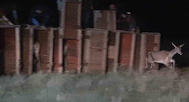 Salda Gölü kenarına 7 kızıl geyik daha bırakıldı