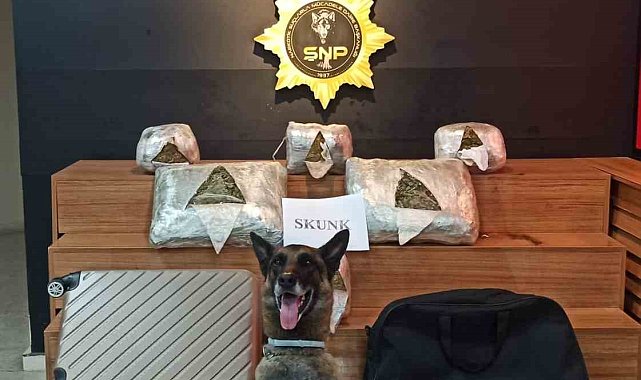 Şanlıurfa'da 10 kilo 600 gram skunk ele geçirildi