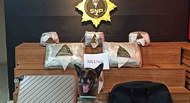 Şanlıurfa'da 10 kilo 600 gram skunk ele geçirildi
