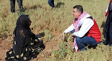 Şanlıurfa'da kimyon hasadı başladı