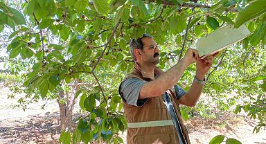 Sarıgöl'de üreticiler kiraz sineğine karşı uyarıldı
