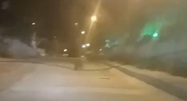 Şehir merkezine kadar inen ayı kamerada