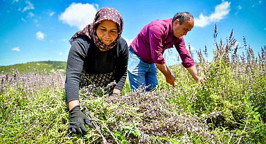 Silifkeli üreticiler ada çayı hasadına başladı