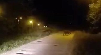 Sinop'ta domuzlar şehre indi