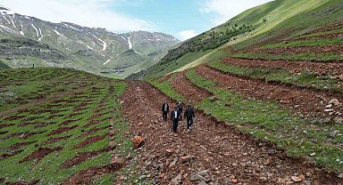 Şırnak'ta terörün bittiği dağlar 70 bin fidanla yeşillenecek