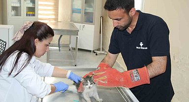 Şırnak'ta yaralı ve hasta hayvanlara belediyenin merkezinde sahip çıkılıyor
