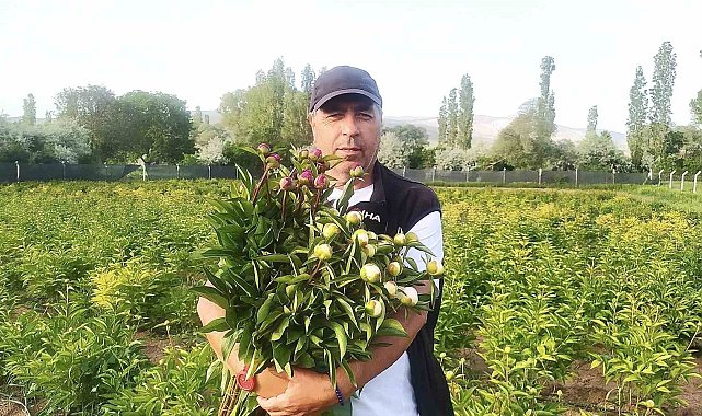 Sivas'ta "Hollanda güzeli" hasadı