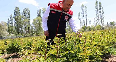Sivas'ta Şakayık çiçeği hasadı başladı
