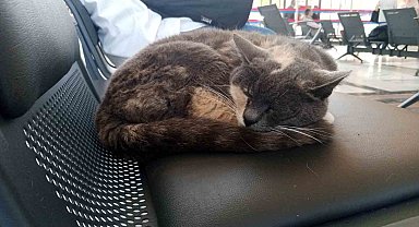 Sokak gürültüsünden kaçan kedi sessiz gar ortamında uykusunu aldı