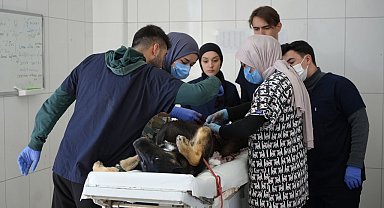 Sokaktaki canlara sadık dostlara barınakta çiçek gibi bakılıyor
