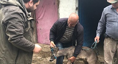 Sulama kanalına düşen karacayı boğulmaktan kurtardı