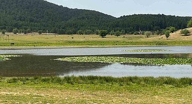 Süleymanlı Yayla Gölünde nilüfer şöleni başladı