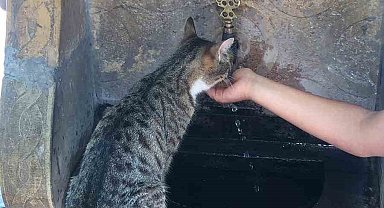Susayan kediye elleri ile su içirdi