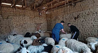 Tek tırnaklı hayvan kimlik tespiti ve muayene işlemleri yapıldı