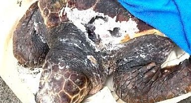 Tekne pervanesinin çarptığı deniz kaplumbağası tedavi altına alındı