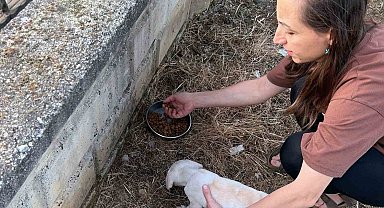 Tel kafese kafası sıkışan yavru köpek kurtarıldı