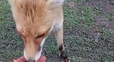 Tilkiyle olan dostluğu hayret ettiriyor
