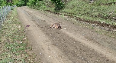 Tokat'ta yaralı karaca telef oldu