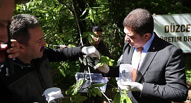 Torymus Sinensisler bal üretim ormanlarına bırakıldı