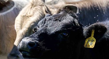 Türkiye hayvan varlığıyla Avrupa'nın zirvesinde