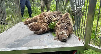 Uludağ'da operasyonla kurtarılan ayının kalça kemiği kırılmış