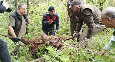 Uludağ'da yaralı ayı seferberliği