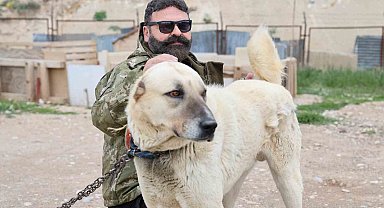 Uzmanından sürü köpekleri için kene uyarısı