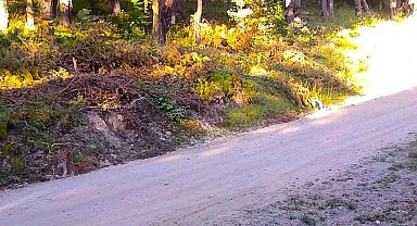 Vaşak kendini böyle kamufle etti, Amasya OBM fotoğrafını 'Hayalet geziyor. Görebiliyor musunuz?' notuyla paylaştı