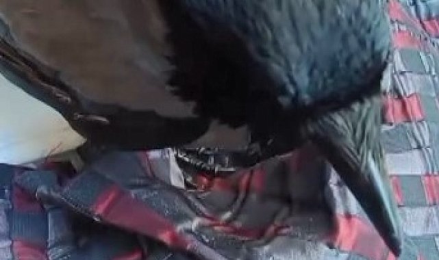 Vatandaş ile karganın dostluğu tebessüm ettirdi