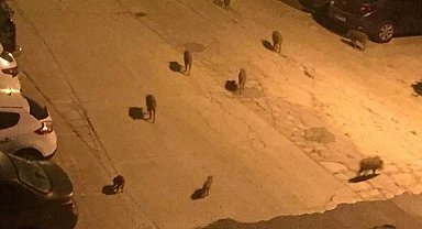Vatandaşları yaban domuzu saldırılarına karşı uyardı