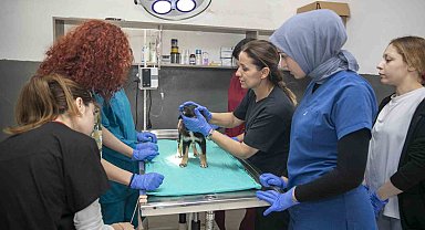 Veteriner sağlık teknikerliği öğrencileri hayvan bakımevinde staj görüyor