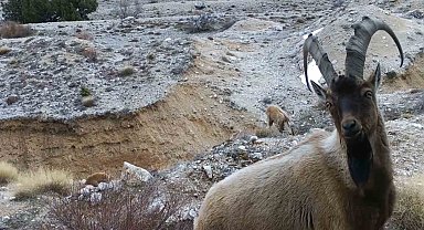 Yaban hayvanları fotokapana yansıdı