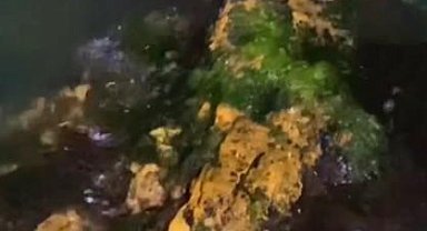 Yalova kıyılarında 2 su samuru görüntülendi
