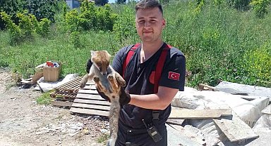Yalova'da binanın bodrumuna giren tilkiyi itfaiye kurtardı