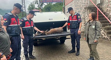 Yaralı karacaya jandarma şefkati